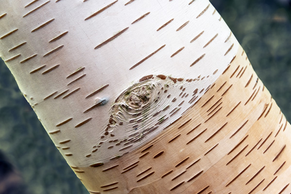 Nature 18