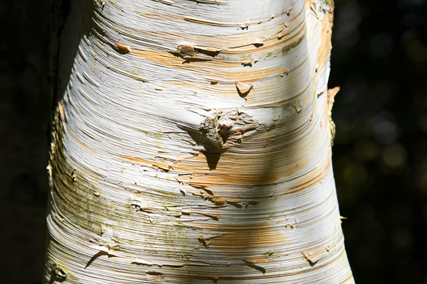 Nature 17