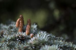 Nature 16