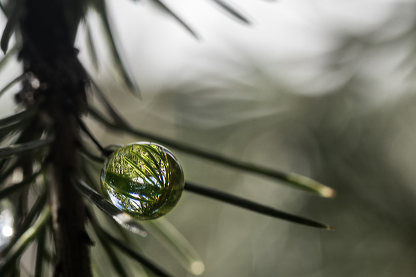 Nature 15
