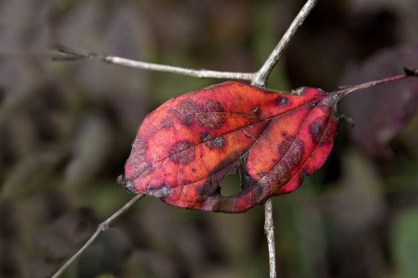 Nature 3