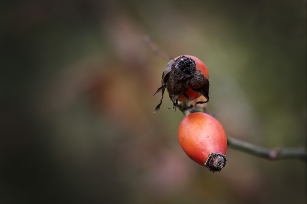 Nature 14