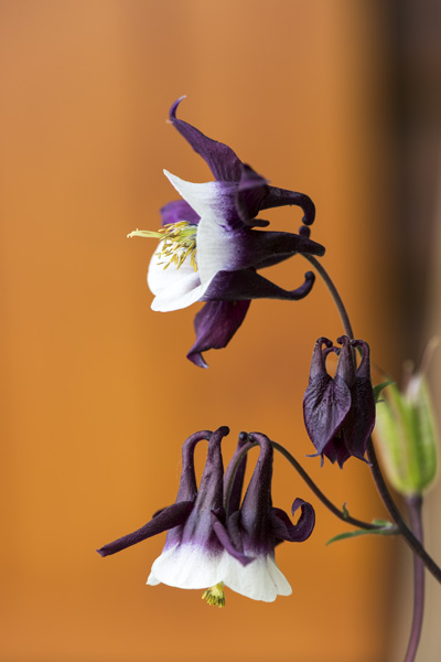 Nature 13