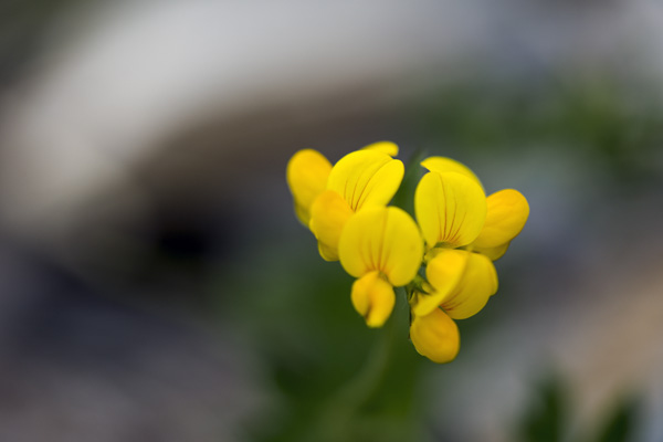 Nature 11
