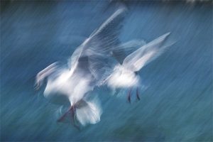 Mouette 1