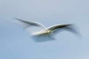 Mouette 6