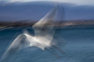 Mouette 4