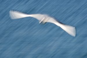 Mouette 3