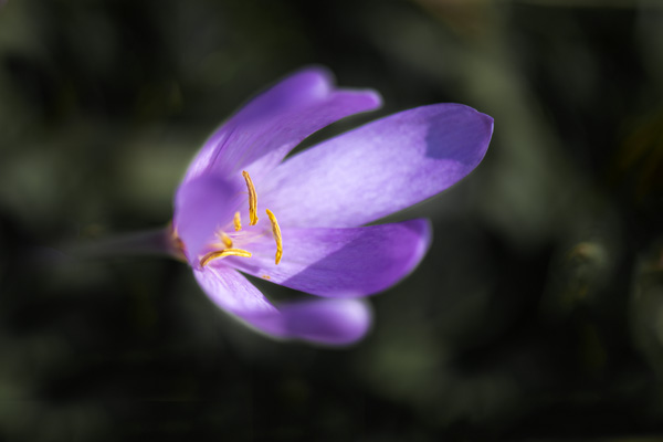 Nature 2