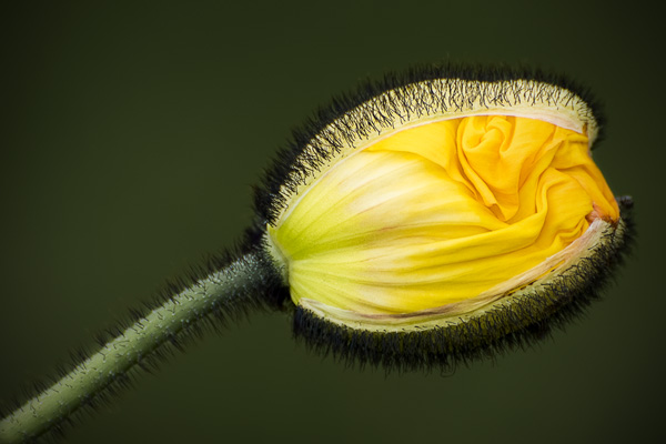 Nature 10