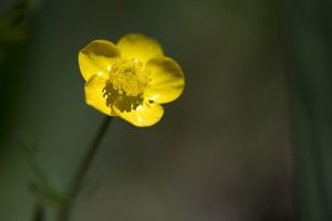 Nature 8