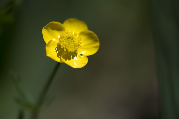 Nature 8
