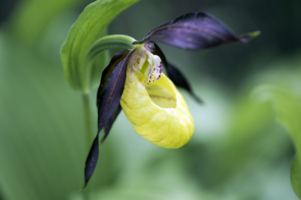 Nature 7