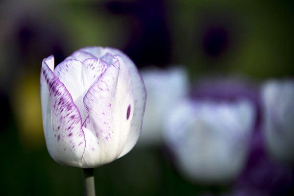Nature 6