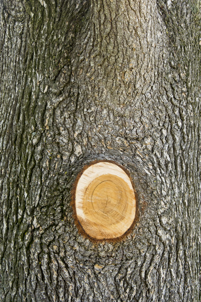 Nature 5