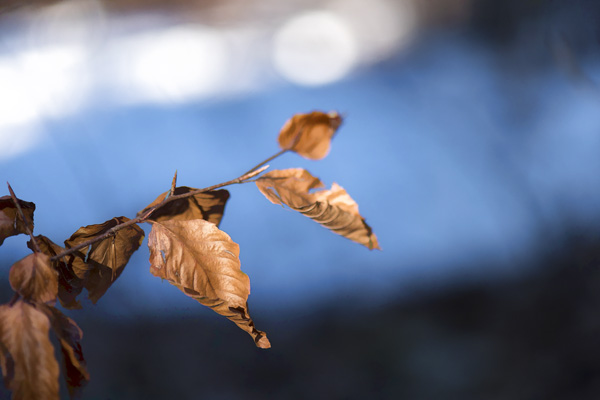 Nature 1