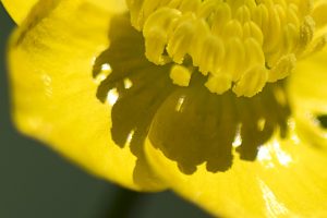 Nature 8