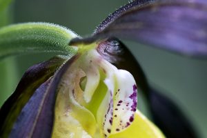 Nature 7