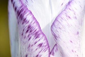 Nature 6