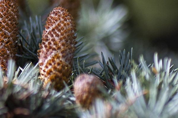 Nature 16 – Image 2