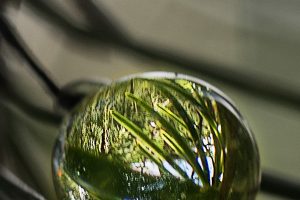 Nature 15