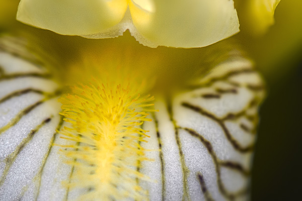 Nature 12 – Image 2