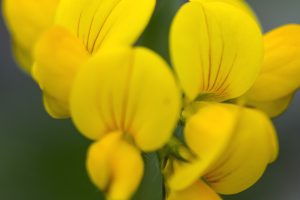 Nature 11