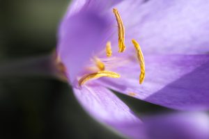 Nature 2